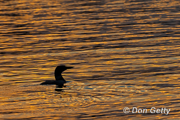 Common Loon