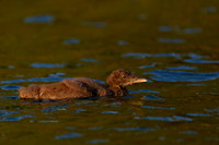 Common Loon