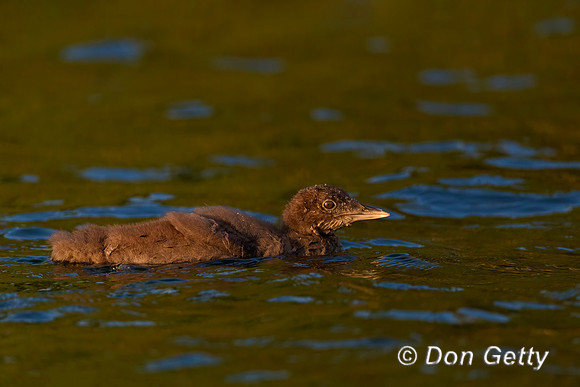 Common Loon