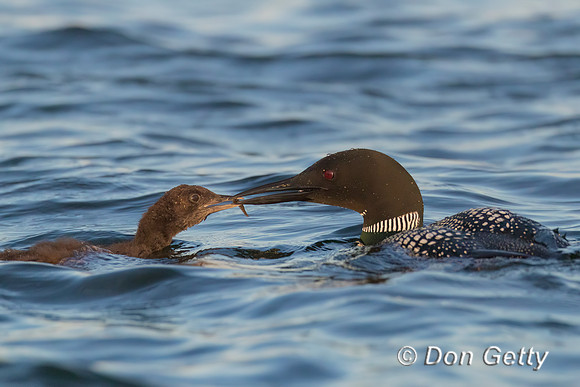 Common Loon