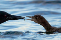 Common Loon