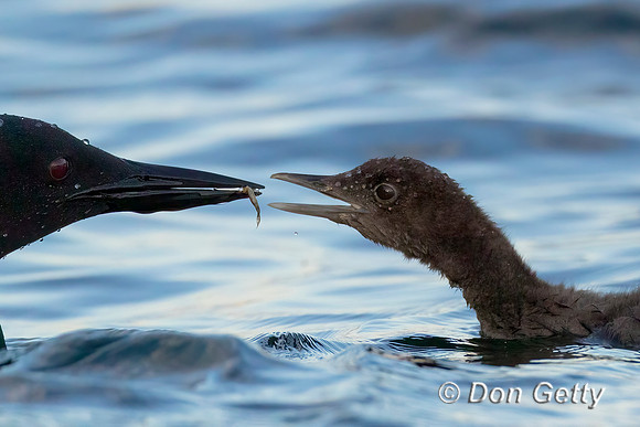Common Loon
