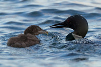 Common Loon