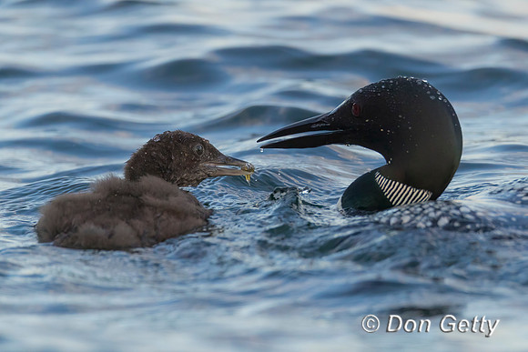 Common Loon