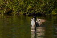 Common Loon