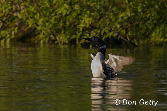 Common Loon