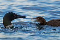 Common Loon