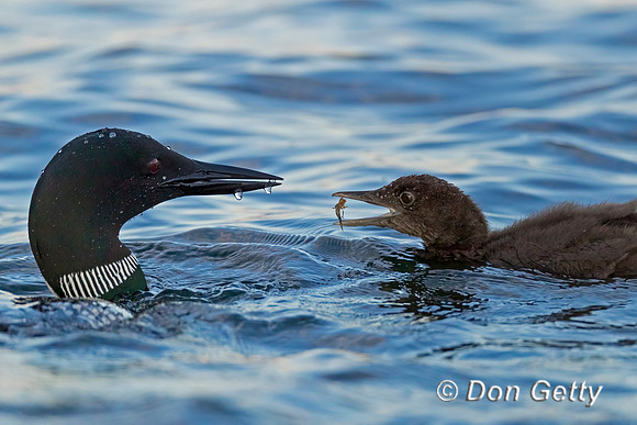 Common Loon