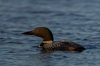 Common Loon