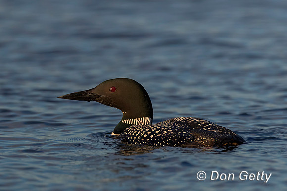 Common Loon