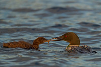 Common Loon