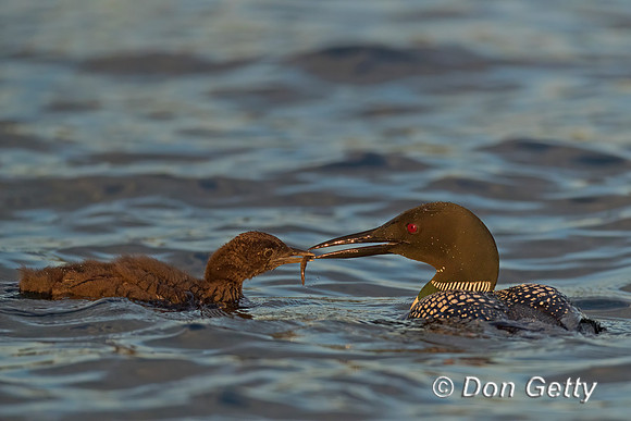 Common Loon