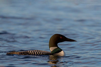 Common Loon