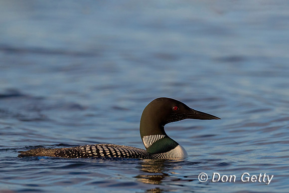 Common Loon