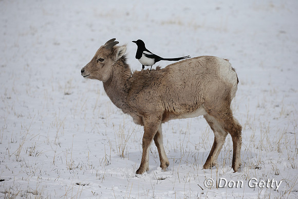 Black-billed Magpie