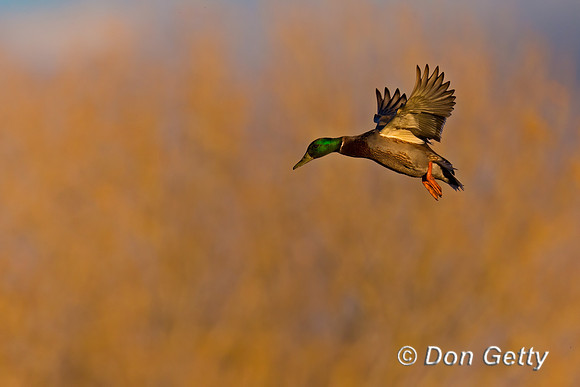 Mallard