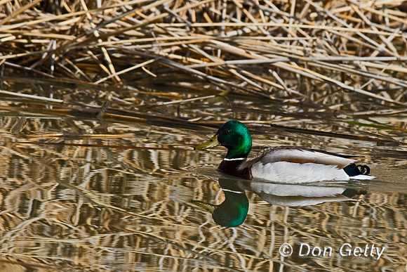 Mallard