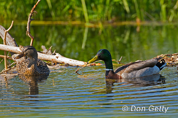 Mallard