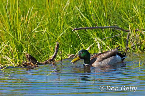 Mallard