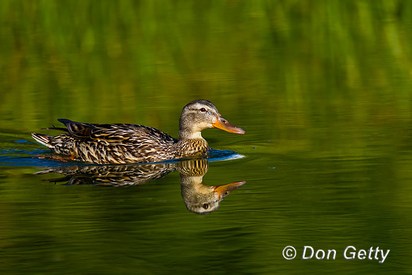 Mallard