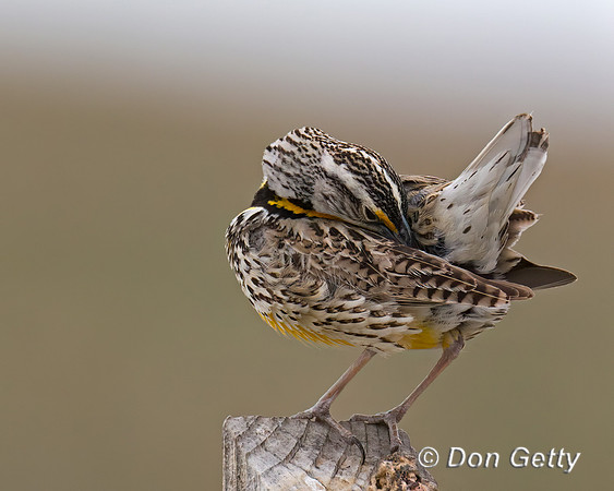 Meadowlark