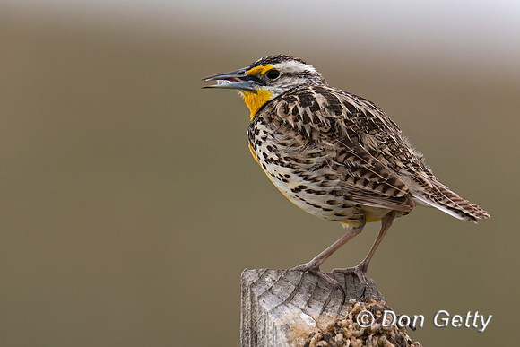 Meadowlark