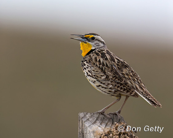 Meadowlark