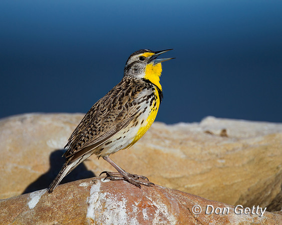 Meadowlark