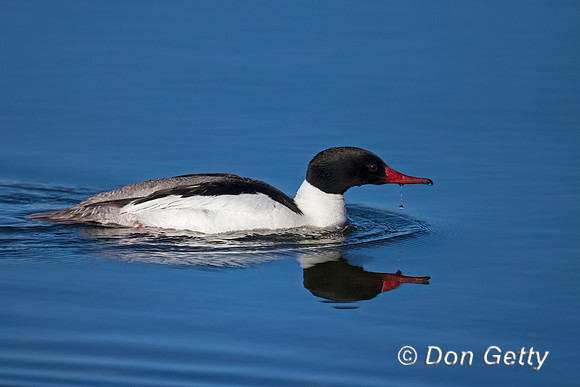 Common Merganser
