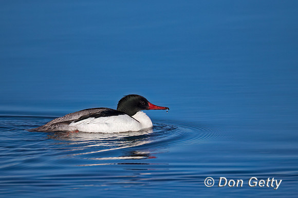 Common Merganser