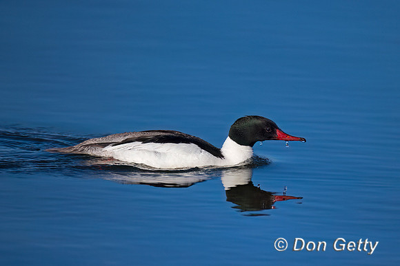 Common Merganser