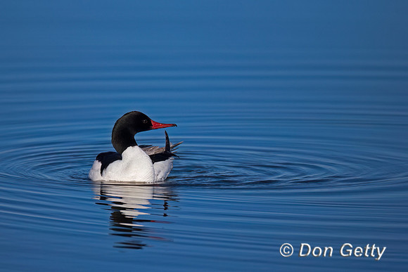 Common Merganser