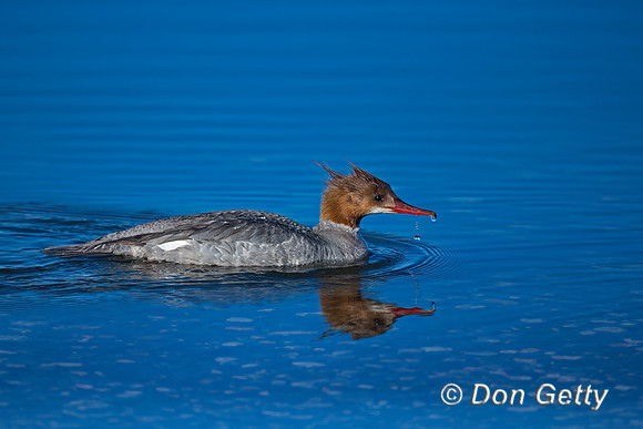 Common Merganser