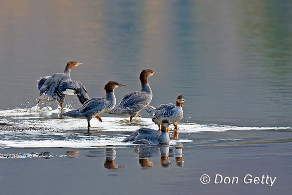 Common Merganser
