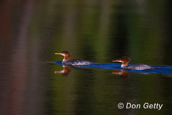 Common Merganser