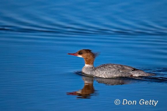 Common Merganser