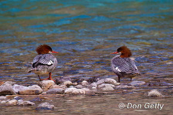 Common Merganser