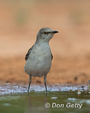 Northern Mockingbird,