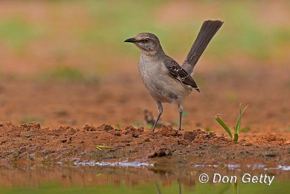 Northern Mockingbird