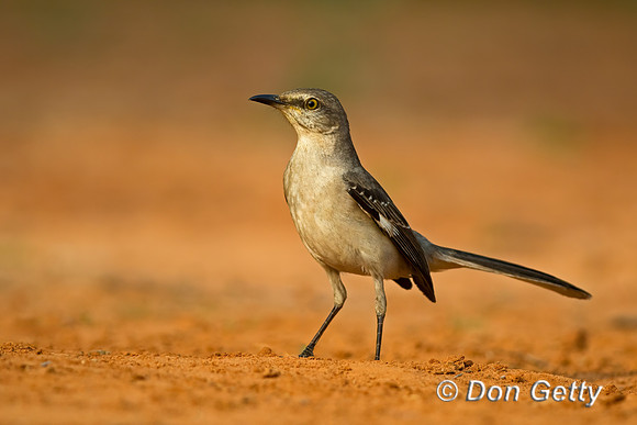 Northern Mockingbird