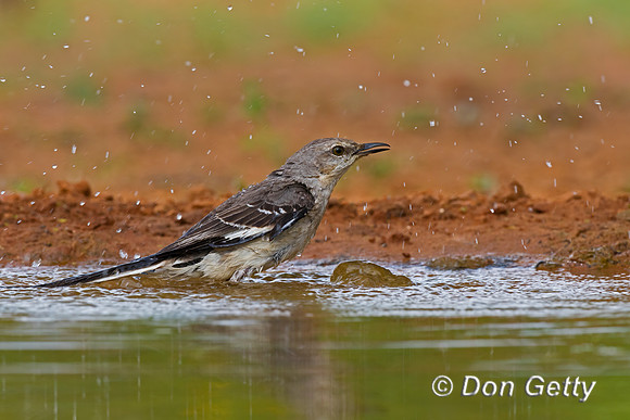 Northern Mockingbird