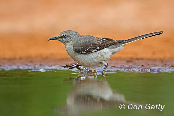 Northern Mockingbird