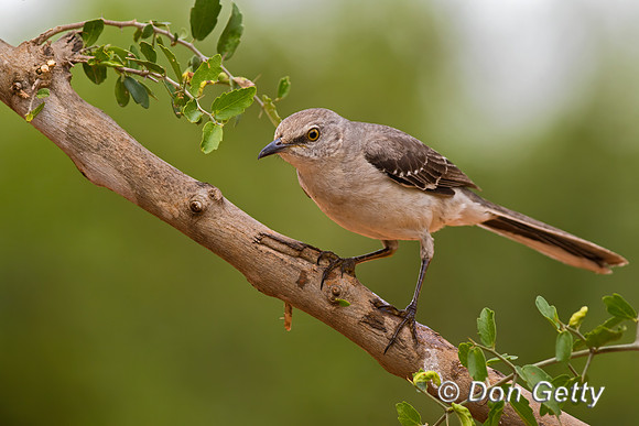 Northern Mockingbird