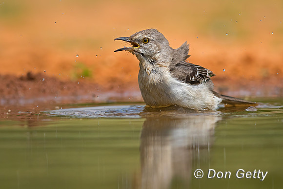 Northern Mockingbird
