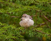 Northern Mockingbird