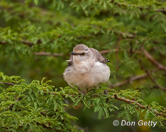 Northern Mockingbird