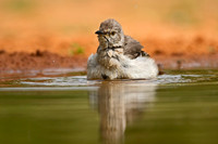 Northern Mockingbird