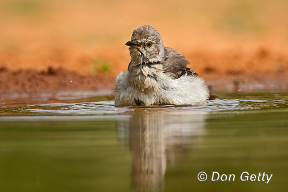 Northern Mockingbird