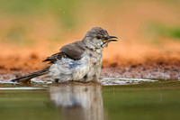 Northern Mockingbird