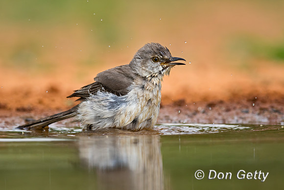 Northern Mockingbird
